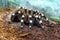 Huge Brazilian whiteknee tarantula fluffy, hairy spider sits on the ground, side view