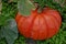 Huge bright orange pumpkin