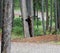 A huge brown bear hugging a tree at a campground in the yukon territories