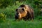 Huge brown bear male standing on a meadow looking forward in summer at sunset.