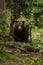 Huge brown bear seen from the front in the woods