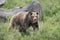 Huge brown Grizzly Bear in the grass