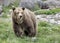 Huge brown Grizzly Bear in the grass