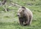 Huge brown Grizzly Bear in the grass