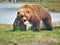 Huge brown grizzly bear on a wooden log in Alaska