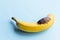 A huge brown Madagascar cockroach crawls on a banana on a blue background with place for text. dirty food concept.