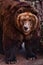 Huge brown Russian bear close up, huge fat carcass with shiny fur,