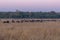 Huge bufalo herd right next to campsite, Hwenge national park, Z