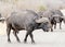 A huge buffalo bull crosses the road