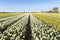 Huge bulb fields full of white and yellow wild daffodils under a blue sky