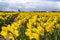 Huge bulb fields with yellow wild daffodils under a threatening cloudy sky