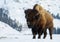 Huge bull bison in the yellowstone winter