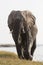 Huge bull elephant walking towards photographer