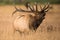 Huge bull elk in rut in Colorado