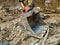 Huge bulldozer shovel head closeup of working among the dirt and mud of excavation site while digging on the construction place