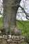 Huge Burl on an Old Pedunculate Oak