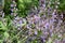 huge bush of sage flowers with several insects