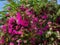 Huge bush of a white and pink Bougainvillea flowers