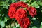 Huge bushes of dark red roses growing on the territory of Lazar Globa Park, Dnipro city, Ukraine.