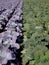 Huge Cabbage Field 7