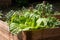 Huge cabbage in a raised bed garden in the home backyard