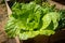 Huge cabbage in a raised bed garden in the home backyard