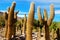 Huge cacti