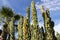 Huge cacti on a background of blue sky