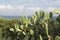 Huge cactus on atlantic coast