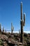 Huge Cactus, Cactus Island, Salar de Uyuni