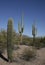 The huge cactus - Carnegie giant Carnegiea gigantea. Organ Pip