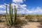 The huge cactus - Carnegie giant (Carnegiea gigantea). Organ Pipe Cactus National Monument, Arizona, US