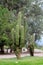 Huge cactus in the city, los Cardones