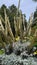 A huge cactus among flowers