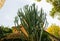 Huge cactus growing in Barcelona streets. Spanish nature