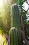 A huge cactus growing in the garden