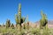 Huge cactus growing in South America