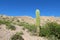 Huge cactus growing in South America dry mountains of altiplano