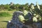 Huge cactus plants in front of Maya ruins with blue sky, Tulum, Mexico