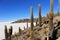 Huge Cactus, Salar de Uyuni, Bolivia