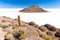 Huge cactus Salar De Uyuni island volcano mountains scenic landscape