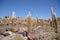 Huge Cactuses in Salar de Uyuni, Bolivia