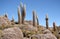 Huge Cactuses in stones in Salar de Uyuni, Bolivia