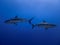 Huge Caribbean reef sharks moving under blue water