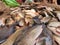 huge carp fish harvesting by women fish farmers of odisha carp harvesting