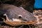 A huge catfish Pimelodidae swims in the aquarium