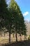 Huge cedar tree in Carpathian mountains forest, Ukraine