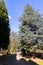 Huge cedar tree in Carpathian mountains forest, Ukraine