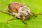 Huge chafer climbed on green leaves