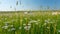 Huge chamomile meadow with white flowers. Summer and nature. Beautiful nature landscape. Wide shot.